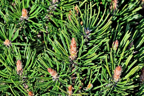 Pinus mugo 근접 촬영 — 스톡 사진