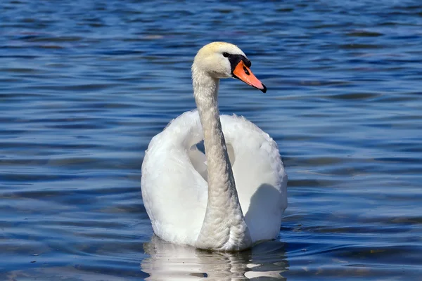 White mute Swan (Cygnus olor) — Stock Photo, Image