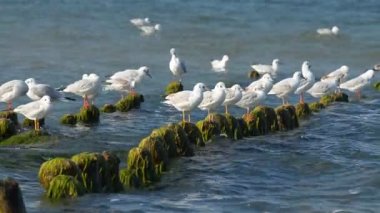 Martılar iskele ve temiz tüyler üzerinde oturmak