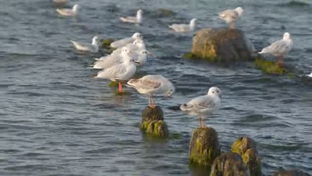 Goélands assis sur le brise-lames — Video