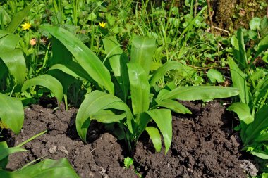 Bush Ramson veya yabani sarımsak, lat. allium ursinum