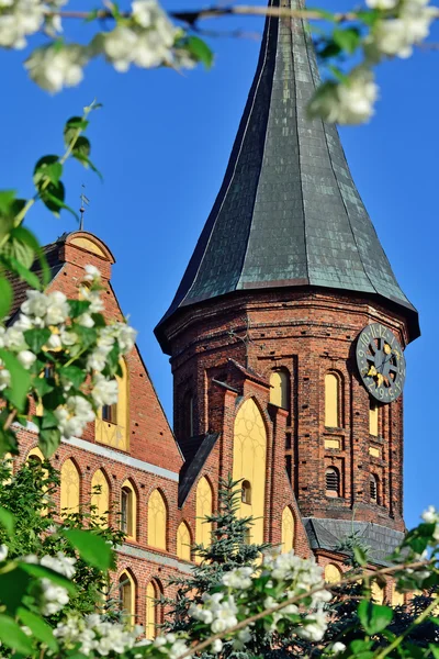 タワーケーニヒスベルク大聖堂とジャスミン。カリーニングラードのシンボル、f — ストック写真