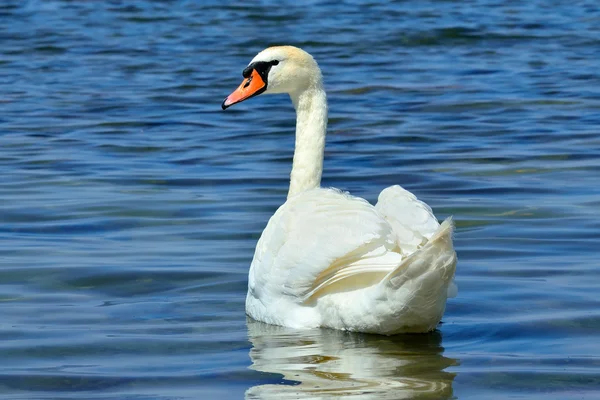 Young white mute Swan, lat. Cygnus olor — Stock Photo, Image