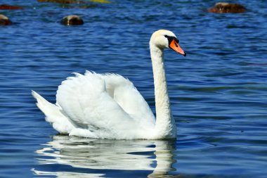 Swan, lat. kuğu rengi güzel genç sessiz