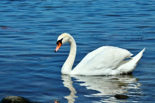 Jeune beau Cygne muet, lat. Cygnus olor — Photo