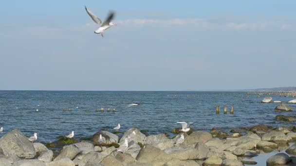 Manada de gaviotas que rodean la orilla del mar Báltico — Vídeos de Stock