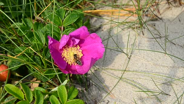 La avispa recoge el néctar de la rosa mosqueta de flores — Vídeos de Stock