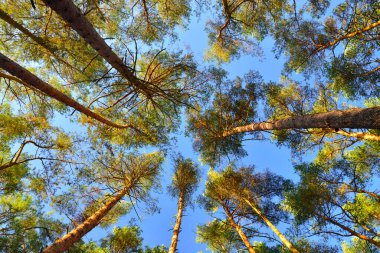 Tepemizde mavi gökyüzüne bakan çam ağaçlarının tacı var.