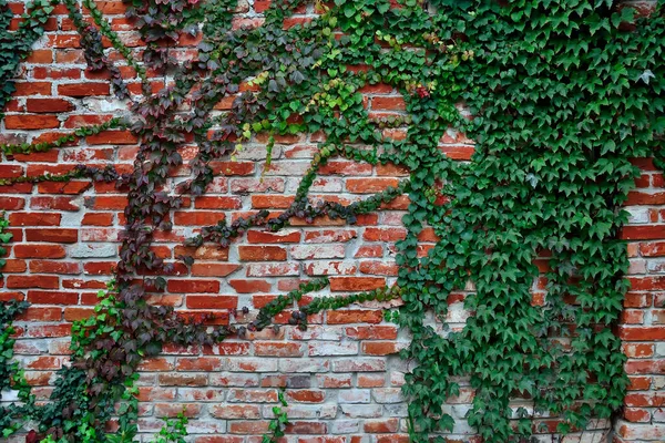 Wild Grapes Old Red Brick Wall Horizontal Background — Stock Photo, Image