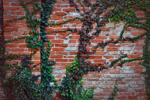 Wild Grapes Old Red Brick Wall Horizontal Background Vignette — Stock Photo, Image