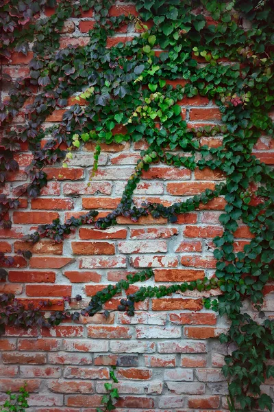 Wild Grapes Old Red Brick Wall Vertical Background Vignette — Stock Photo, Image