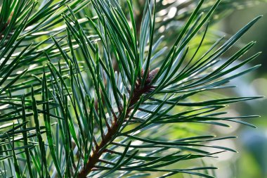 Arka plandaki ışıkta çam dalları. Güzel doğal arkaplan