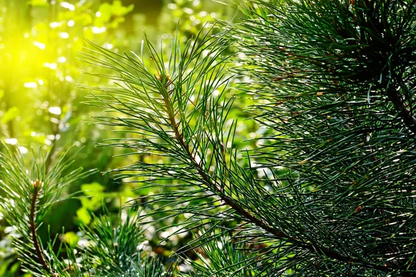 Pine Branches Close Background Light Beautiful Natural Background — Stock Photo, Image