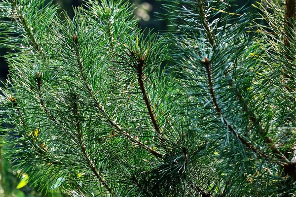 Pine Branches Close Background Light Beautiful Natural Background — Stock Photo, Image