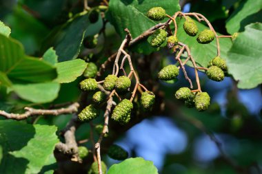 Koniler ve kızılağaçlar yakın plandan ayrılıyor. Güzel doğal arka plan. Alnus glutinosa