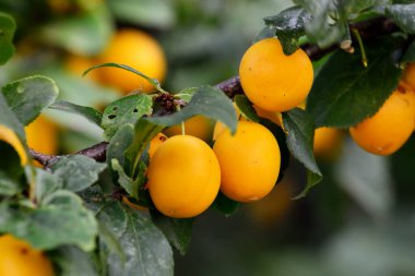 Olgun meyveli yabani sarı kiraz eriği yakın bir dalda. Prunus cerasifera