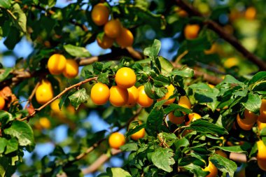Olgun, sarı kiraz eriği meyvesi dalda. Prunus cerasifera, güzel doğal arka plan