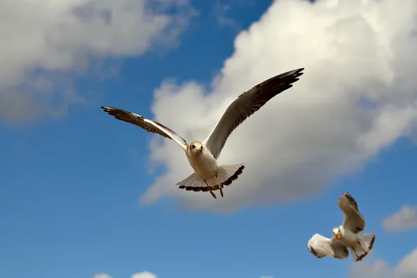 Möwe im Flug — Stockfoto