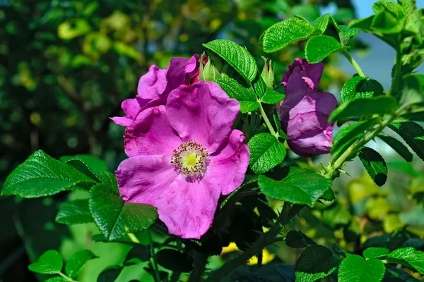 Fioritura rosa selvatica — Foto Stock