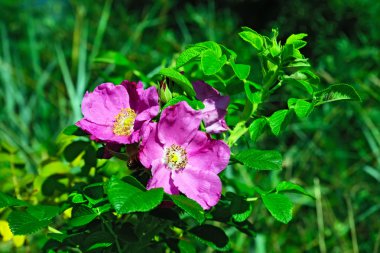 Çiçekler yabani gül portre