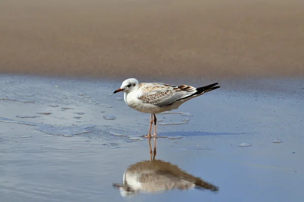 Gaviota y reflexión —  Fotos de Stock