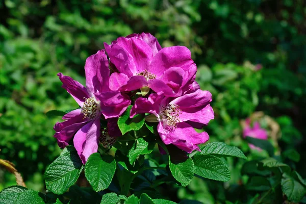 Fiori rosa canina — Foto Stock