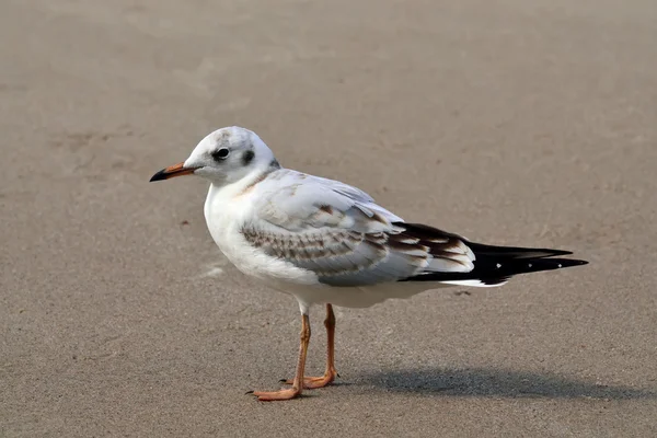 Gaviota en la playa —  Fotos de Stock