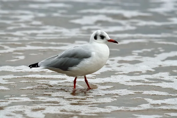 Gaviota en espuma marina —  Fotos de Stock