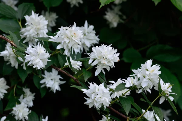 çiçekli leylak (philadelphus)