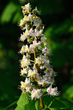 Çiçek kestane portre
