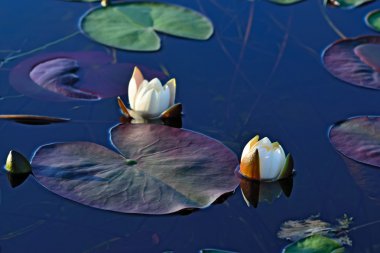 Nymphaea alba (nilüfer)