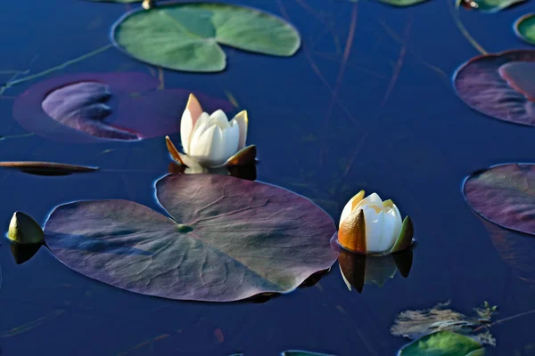 Nymphaea alba (vízililiom) — Stock Fotó