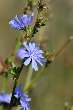 Cichorium