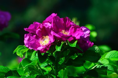 vahşi kuşburnu closeup çiçeklenme