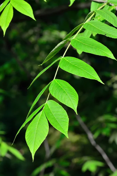 Young leaves of the walnut — Stock Photo, Image