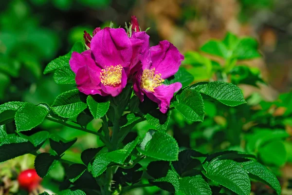 Blooming wild rosehip — Stock Photo, Image