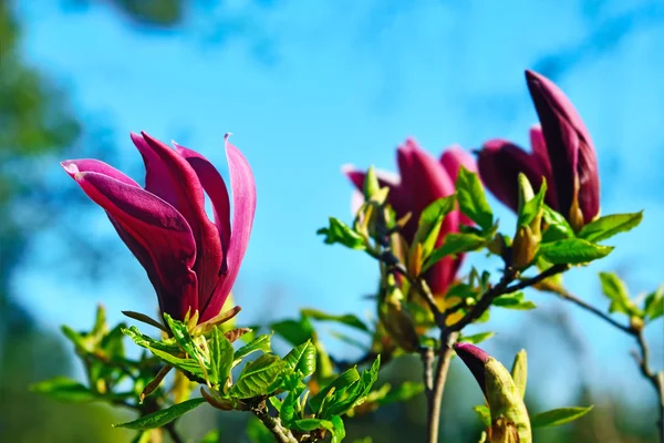 Magnolia liliiflora primo piano — Foto Stock