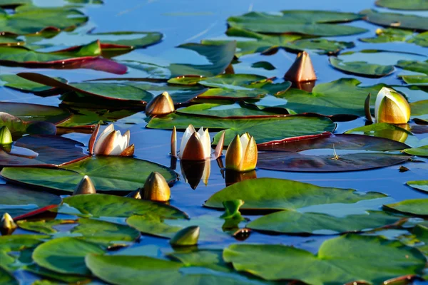 Nénuphars blancs — Photo