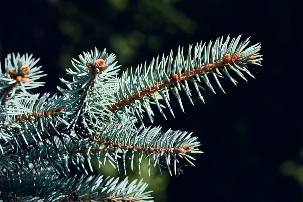 Sprig of blue spruce — Stock Photo, Image