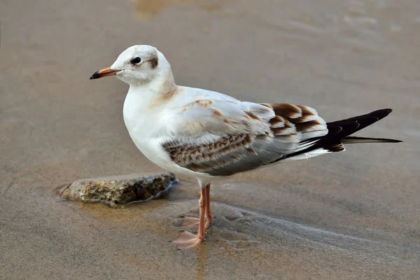 Gaviota en la playa —  Fotos de Stock