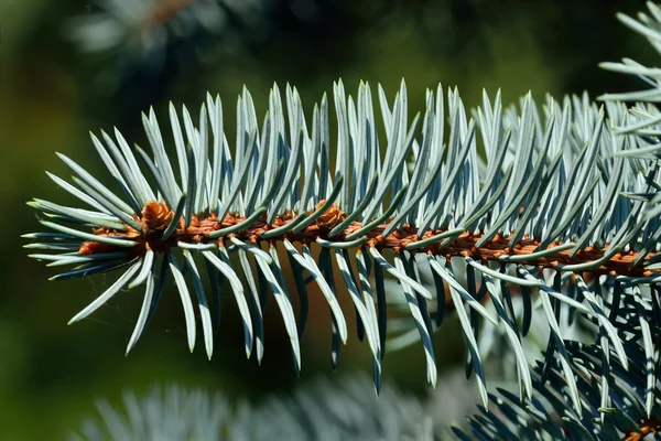 Needles of blue spruce — Stock Photo, Image