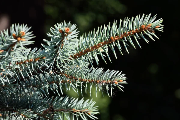 Sprig of blue spruce — Stock Photo, Image