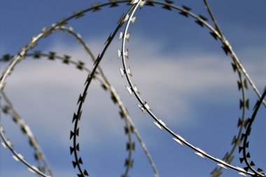 dikenli tel yakın çekim