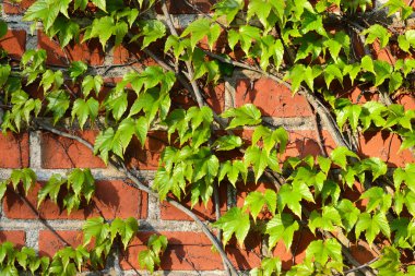 Eski tuğla duvar üzerinde yabani üzüm