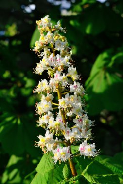 Kestane çiçeği (lat. Castanea)