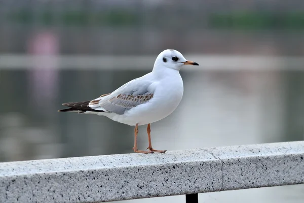 Valkoinen lokki valkoisella kaiteella — kuvapankkivalokuva