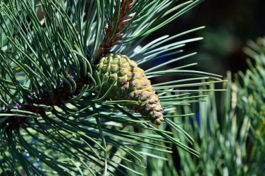 Pinus mugo. Koni ve iğneler portre