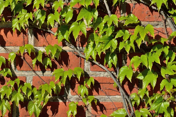 Uvas selvagens na antiga parede — Fotografia de Stock