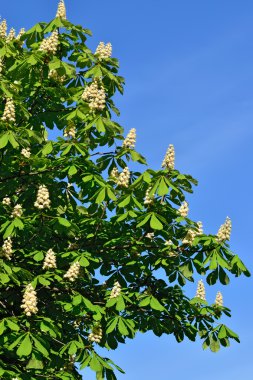 çiçek açması kestane