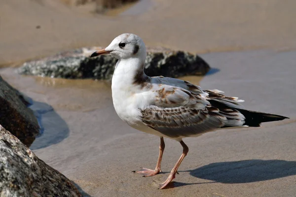 Gaviota en la playa —  Fotos de Stock